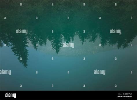 Pine Trees Reflected In Lake Plansee Stock Photo Alamy