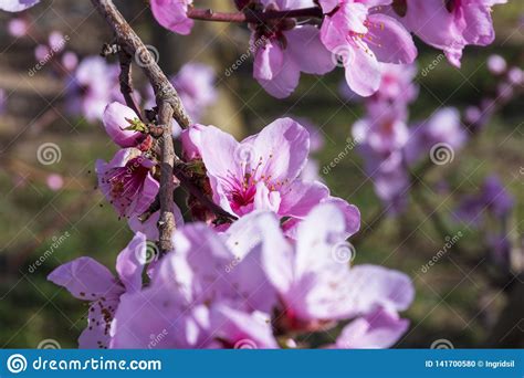 Peach tree, sweet n up. Branch Of Peach Tree With Pink Flowers And Buds. Close-up ...
