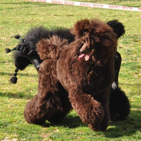 My Poodles Are Brown And Black Standard Poodles
