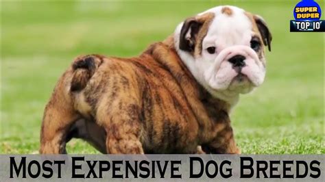 Top 10 Most Expensive Dog Breeds In The World Must Watch Youtube