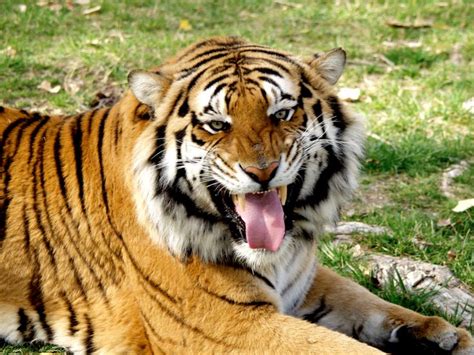 Laughing Tiger By Nb Photo On Deviantart In 2022 Tiger Photo Laugh