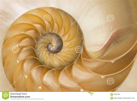 Circular Sea Shell Stock Image Image Of Abstract Gold 87667381