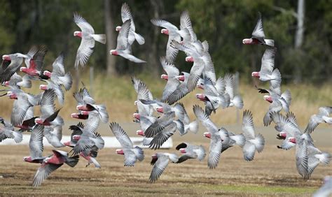 Galahs In Flight In Outback Queensland Australian Wildlife Australian