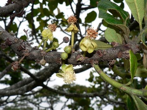 Sugar Plum Trees Of Zambia · Inaturalist