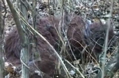 Bigfoot Footage Time For A Lesson In Skepticism