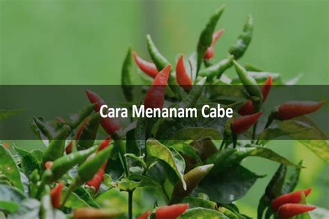 7 Cara Menanam Cabe Keriting Dan Cabe Rawit Sampai Panen Lezgetreal