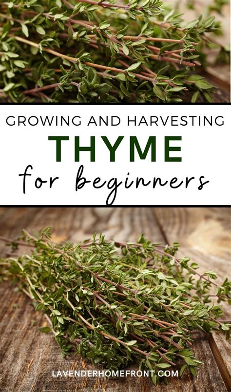 Read Great Tips For Growing Thyme Thyme Is A Great Herb That Is Super