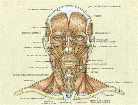 Facial Muscles And Expressions Classic Human Anatomy In Motion The