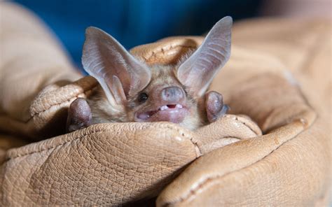 Pallid Bat Lindsay Wildlife Experience