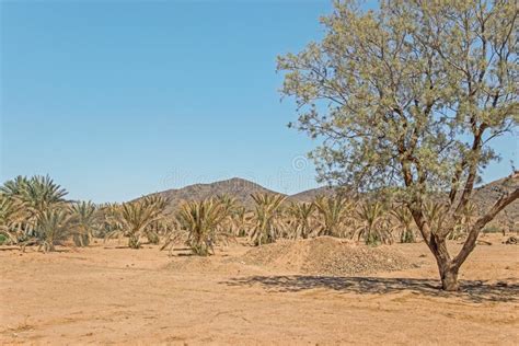 Green Trees In Sahara Desert Stock Photo Image Of Nature Side 106157594