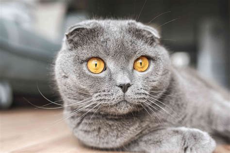 scottish fold cat — full profile history and care