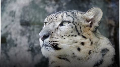 Happy Snow Leopard Day Meet The Most Mysterious Big Cat