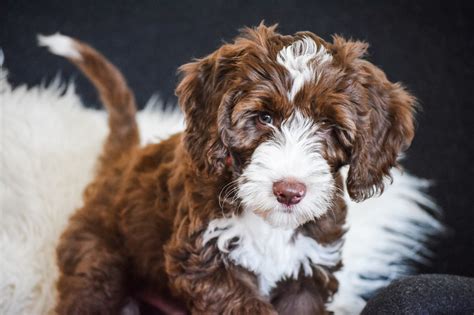 The term first appeared in 1955 but was not popularized until 1988, when a member of the royal. AUSTRALIAN HERITAGE LABRADOODLES - Mini Australian ...