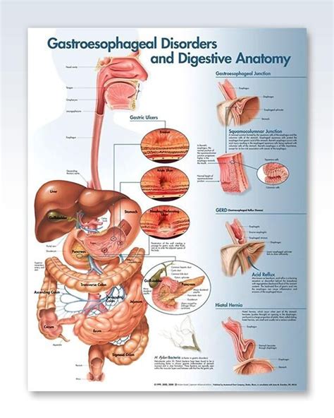 Gastroesophageal Disorders And Digestive D X Digestive Health Gastroenterology