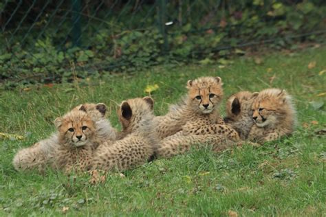 Six Cheetah Cubs September 2019 Zoochat