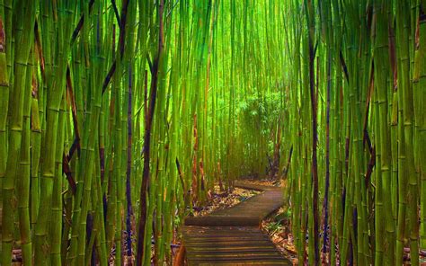 Green Bamboo Forest Wallpapers Wallpaper Cave