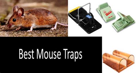 Top 10 Best Mouse Traps Updated 2021 Buyers Guide Comparative Review