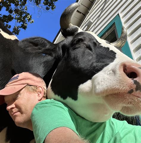 Vaca Invade Casa Todos Os Dias Para Dar Abraço Em Homem