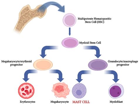 Ijms Free Full Text Mast Cells And Interleukins