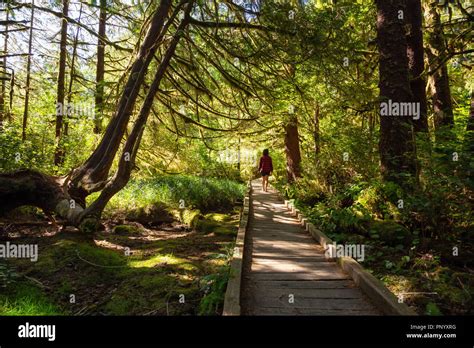 Beautiful Path In The Woods Taken In Cape Scott Provincial Park