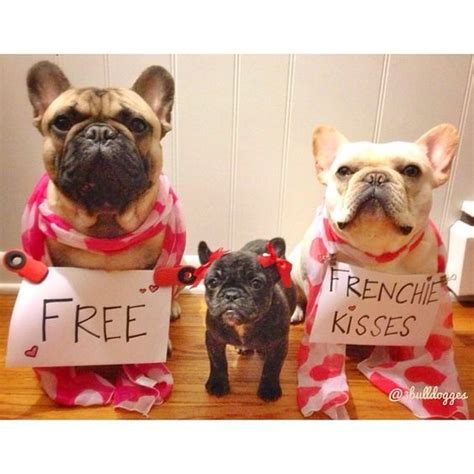 Treats Happen Dog Valentines French Bulldog Puppies Frenchie