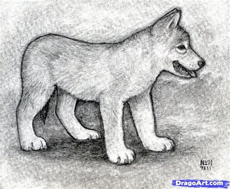 Wolf Pup Realistic Baby Wolf Drawing ~ Drawing