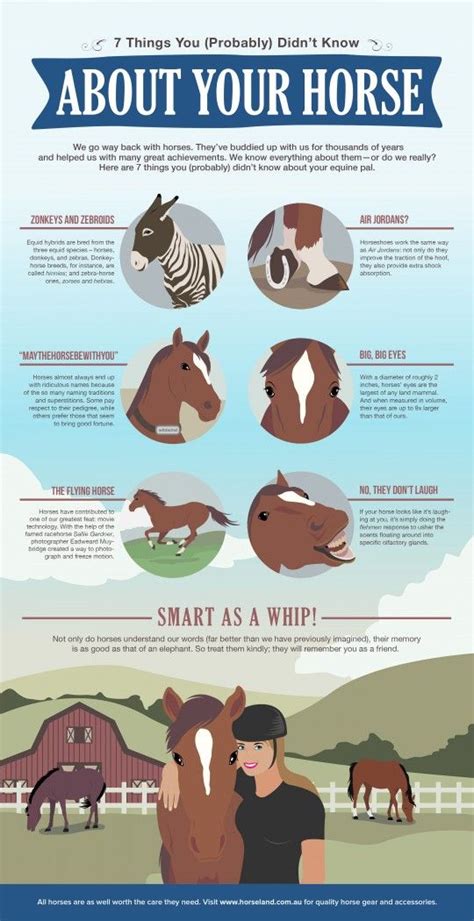 Five Fascinating Facts About Horses Horse Facts Horse Care Horses
