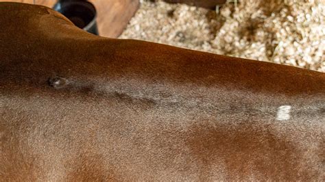 Skin Lumps Of Horses The Horses Advocate