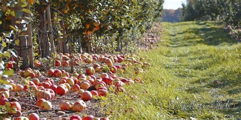 25 Best Apple Picking Places Near Me Fall Apple Orchards In The Us