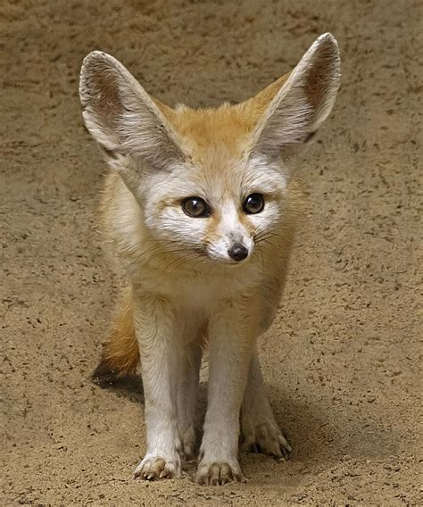This Adorable Critter Is The Fennec Fox Considered To Be The Smallest