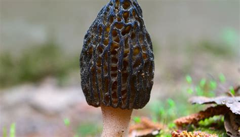 Hunting For Morel Mushrooms In Pennsylvania Sciencing