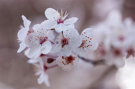 Watercolor pink sakura flowers and floral arrangements digital clip art. Soft pink blossom : MostBeautiful