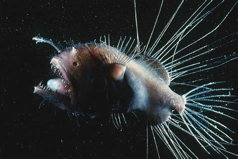 Deep Sea Fish With Light Lure