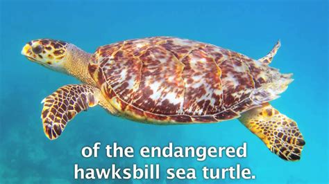 Real Hawksbill Turtle Shell How To Identify And Avoid Sea Turtle