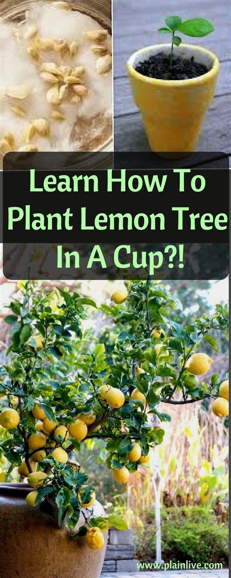 Growing Lemons From Seed Can Be Very Easy And Done In The Comfort Of