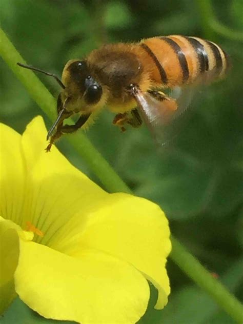 Ancient Forests Key To Bees Survival Slanted Media