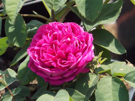 Rose De Rescht Is A Wonderful Portland Damask Rose Rose De Rescht Rose David Austin Roses