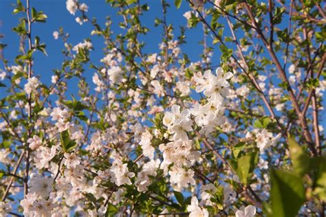 Spring Flowers On Blue Sky Stock Photo Image Of Beautiful 110926828