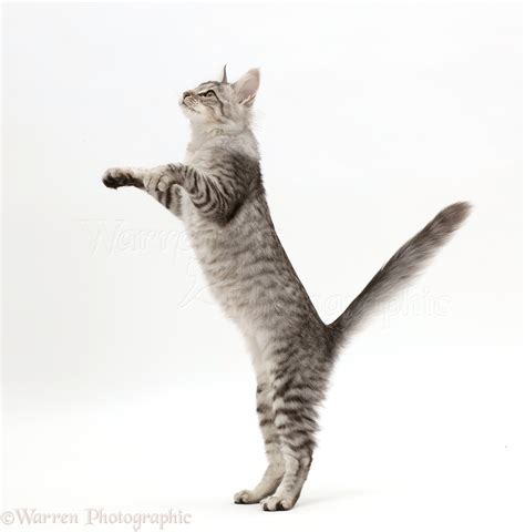 Mackerel Silver Tabby Cat Playfully Jumping Up Photo Wp45040