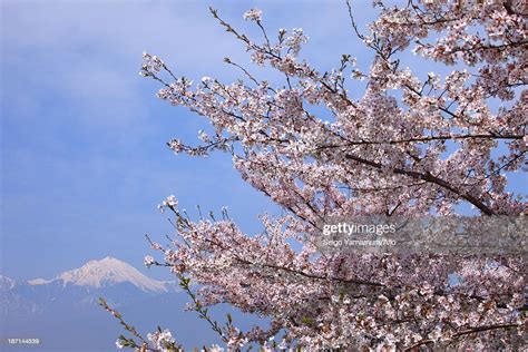 Snowy Mountain And Cherry Blossoms Nagano Prefecture High Res Stock