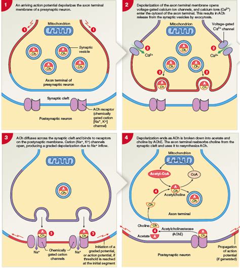 Events In The Functioning Of A Cholinergic Synapse Cholinergic Human