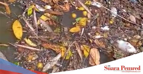 Sementara itu, hasil tinjauan kosmo! Diduga Akibat Limbah Perusahaan Tambang Emas, Ratusan Ikan ...
