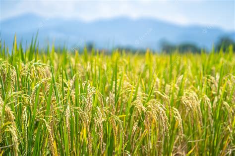 Premium Photo Ripe Rice Paddy Field For Background