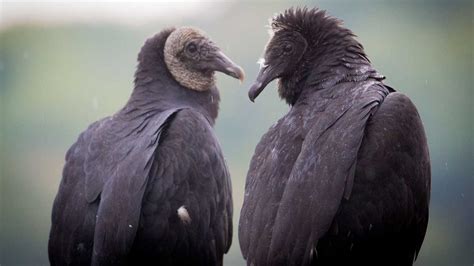 Black Vultures Federal Biologist Says Birds Are Invading