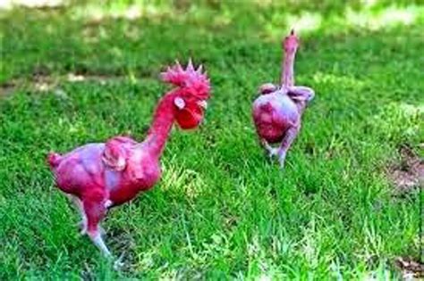 Kfc Mutant Chickens