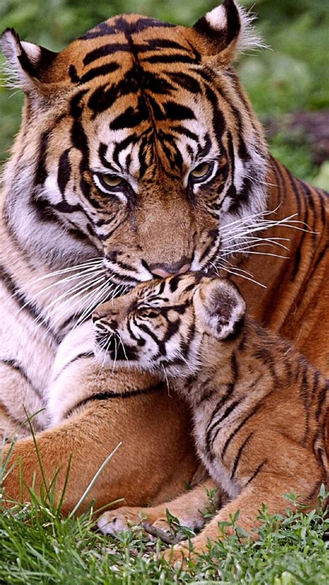 Tiger Cubs Wallpapers Wallpaper Cave