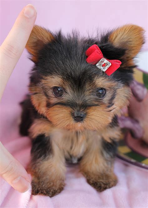 Yorkietymes has babydoll face teacup yorkies available. Delightful Teacup Yorkshire "Yorkie" Terrier Puppies for ...
