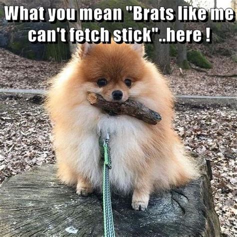 Funny Animal Pictures Of The Day 25 Pics Funny Animals Pomeranian