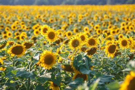 Panorama In Field Of Blooming Sunflowers In Sunny Day Stock Image