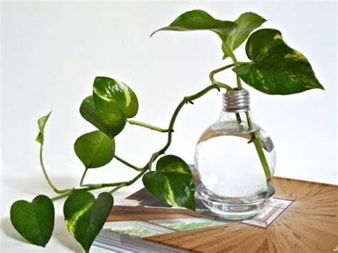 It is among one of the few plants that can be grown in pure water money plant is also known by different names such as golden pothos, devil's ivy, silver vine, solomon islands ivy, devil's vine, ivy arum, taro vine. How to Grow Money Plant in water | Complete guide for ...